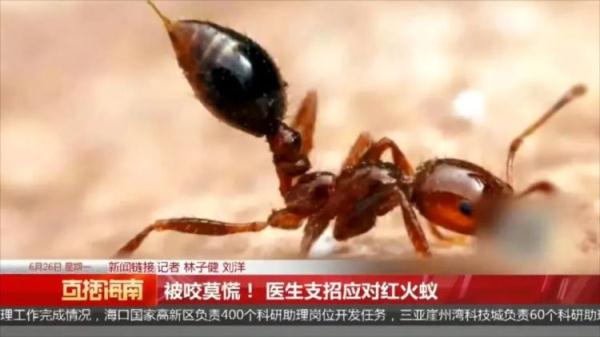 严重可致死！看到千万警惕，多名村民被咬伤