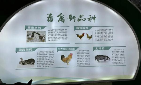 8888元一晚,送一头生猪!“猪景房”值得住吗? 8888元一晚,送一头生猪!“猪景房”值得住吗?