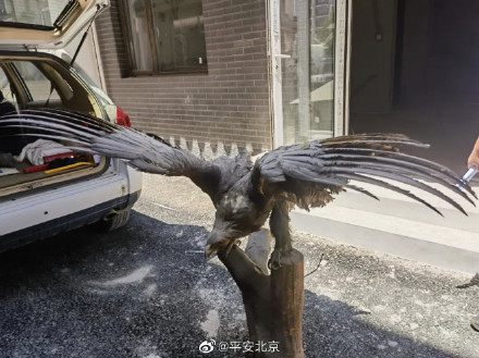 这只大雕,名为白尾海雕,属国家一级保护动物 这只大雕,名为白尾海雕,属国家一级保护动物