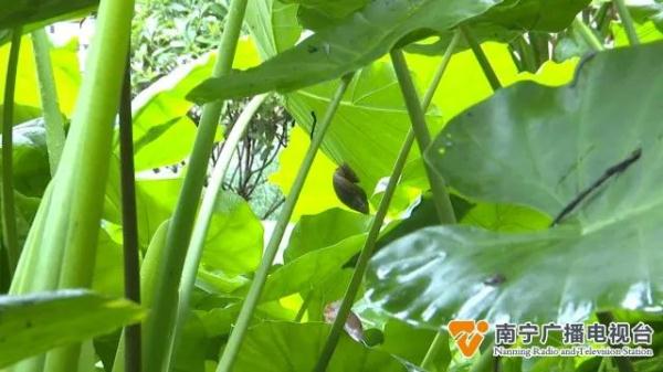 注意！雨后千万别随意触碰它