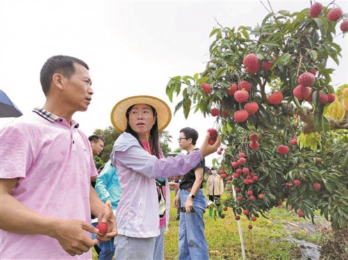 鸡蛋大的荔枝你见过没?