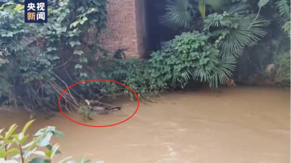 8岁男孩不慎坠河紧抓树枝呼救 众人合力将其救出