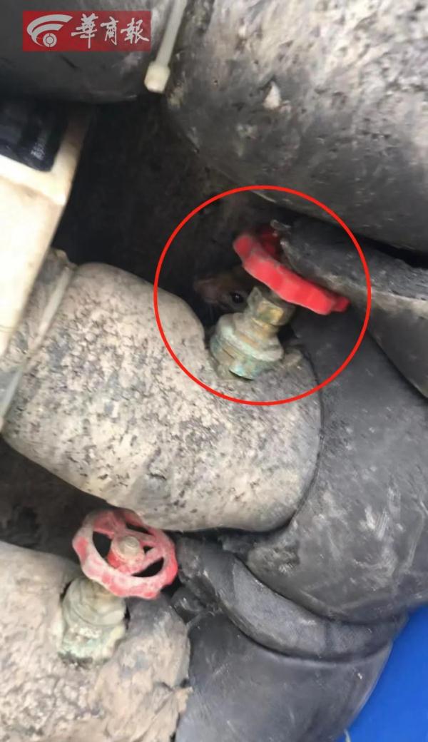 小区大量水表箱成老鼠窝，业主表示很膈应！自来水公司回应