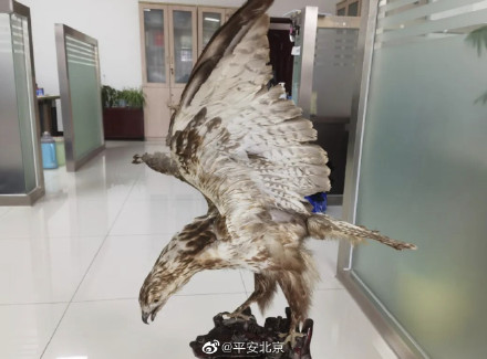 这只大雕,名为白尾海雕,属国家一级保护动物 这只大雕,名为白尾海雕,属国家一级保护动物