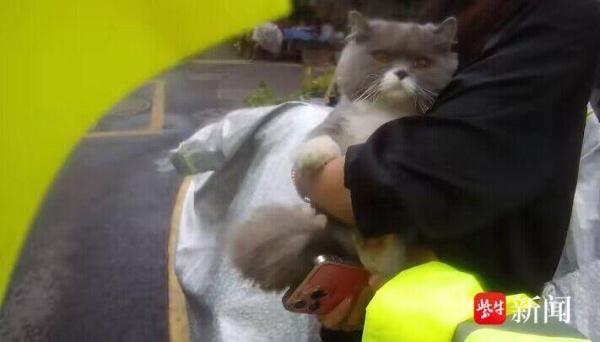 猫咪从五楼家中跳窗 “逃离”，“铲屎官”出差回家后报警求助……