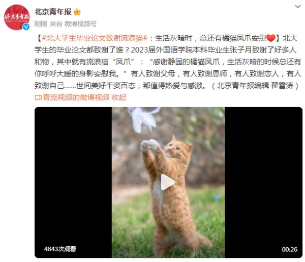 北大学生毕业论文致谢流浪猫：生活灰暗时，总还有橘猫“凤爪”安慰