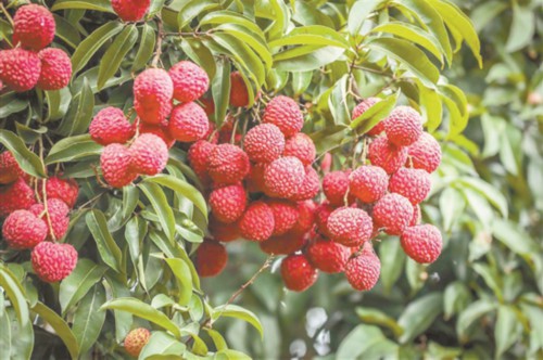 已上市销售超过3万吨,广州荔枝季来啦!