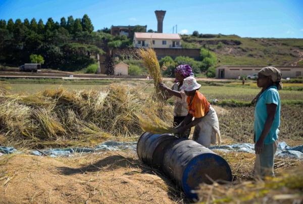 镜头连中外 | 一粒稻种 跨越万里共收获 镜头连中外 | 一粒稻种 跨越万里共收获