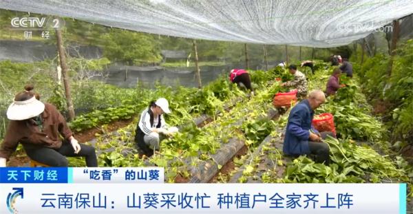 国产山葵“吃香” 采收高峰期种植户全家齐上阵 国产山葵“吃香” 采收高峰期种植户全家齐上阵