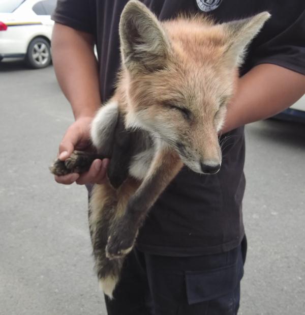 快看!火狐狸现身苏州! 快看!火狐狸现身苏州!