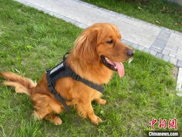 流浪金毛变身“反诈汪汪队”队长 民警:出任务都要抢“档期 ” 流浪金毛变身“反诈汪汪队”队长 民警:出任务都要抢“档期 ”