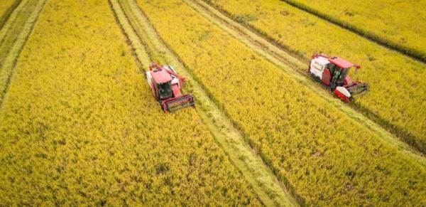 镜头连中外 | 一粒稻种 跨越万里共收获 镜头连中外 | 一粒稻种 跨越万里共收获