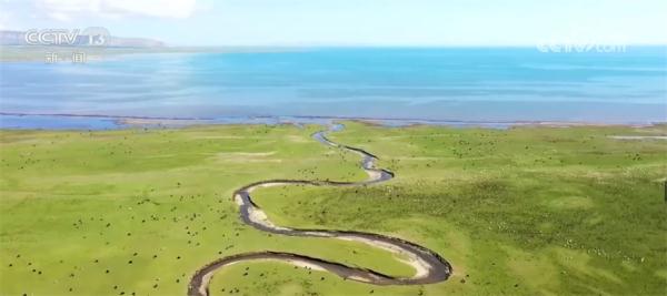 一条小河里的湟鱼洄游路 背后是人们一次次的关心和守护