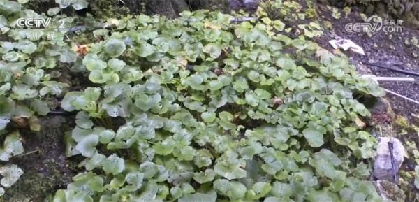 国产山葵“吃香” 采收高峰期种植户全家齐上阵 国产山葵“吃香” 采收高峰期种植户全家齐上阵