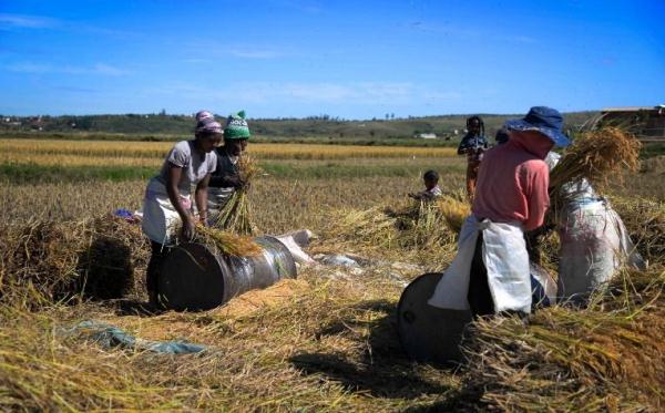 镜头连中外 | 一粒稻种 跨越万里共收获 镜头连中外 | 一粒稻种 跨越万里共收获