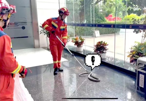 119吗？公安局进了条大毒蛇！