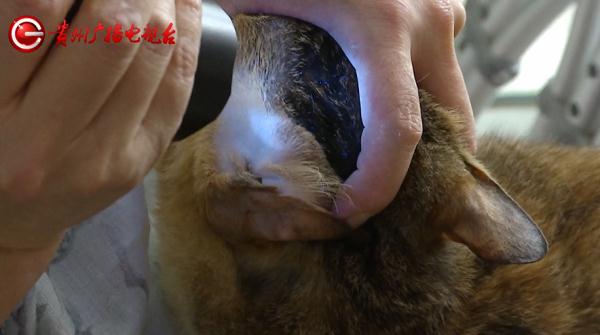 女子送猫就医，结果却不满意！负责人：你签了弃养协议