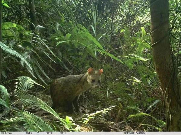 广东一地惊现珍稀萌宠! 广东一地惊现珍稀萌宠!