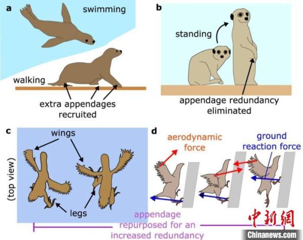 最新受动物启发研发的变形机器人 能通过不同运动模式探索周围环境