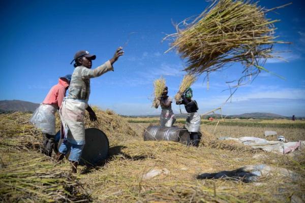 镜头连中外 | 一粒稻种 跨越万里共收获 镜头连中外 | 一粒稻种 跨越万里共收获