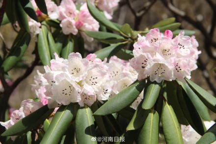 十年间宝天曼动物增加83种植物增加310种