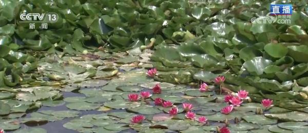 一顷碧波添锦绣 生态修复焕新颜