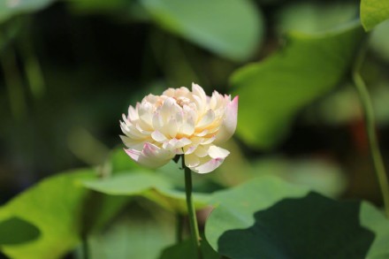 埋藏千年的莲子为何能育出新芽？并蒂莲为何花开并蒂？答案全在这里