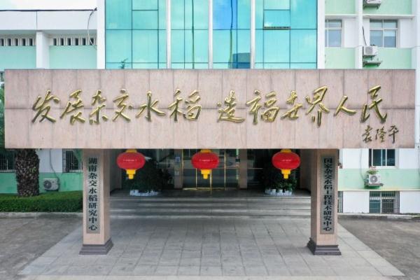 镜头连中外 | 一粒稻种 跨越万里共收获 镜头连中外 | 一粒稻种 跨越万里共收获