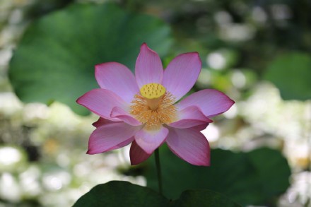 埋藏千年的莲子为何能育出新芽？并蒂莲为何花开并蒂？答案全在这里