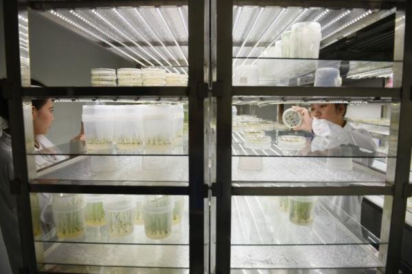 镜头连中外 | 一粒稻种 跨越万里共收获 镜头连中外 | 一粒稻种 跨越万里共收获