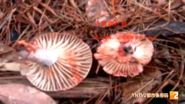 情况严重！4名贵州患者吃菌中毒，紧急转至云南抢救！