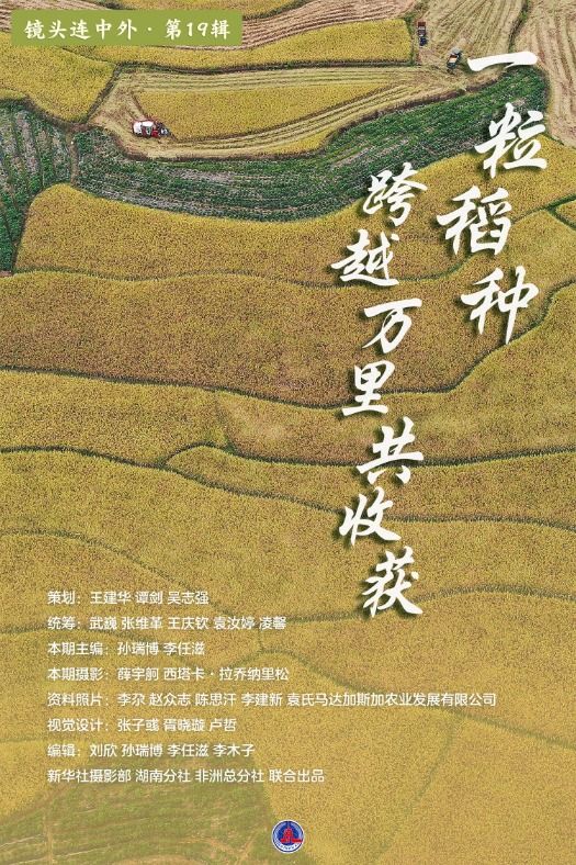 镜头连中外 | 一粒稻种 跨越万里共收获 镜头连中外 | 一粒稻种 跨越万里共收获