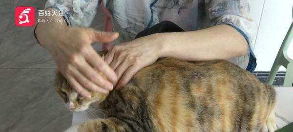 女子送猫就医，结果却不满意！负责人：你签了弃养协议