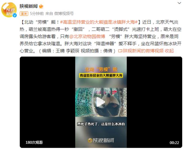 北动“劳模”熊!高温坚持营业的大熊猫是“冰镇胖大海” 北动“劳模”熊!高温坚持营业的大熊猫是“冰镇胖大海”