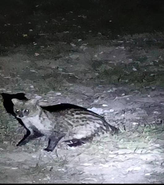 广东一地惊现珍稀萌宠! 广东一地惊现珍稀萌宠!