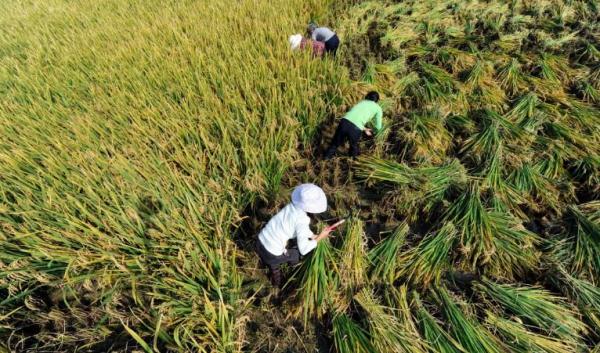镜头连中外 | 一粒稻种 跨越万里共收获 镜头连中外 | 一粒稻种 跨越万里共收获