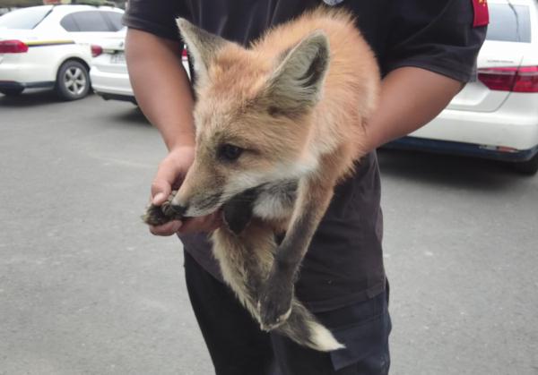 快看!火狐狸现身苏州! 快看!火狐狸现身苏州!