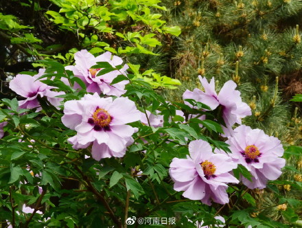 十年间宝天曼动物增加83种植物增加310种
