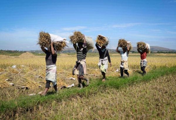 镜头连中外 | 一粒稻种 跨越万里共收获 镜头连中外 | 一粒稻种 跨越万里共收获