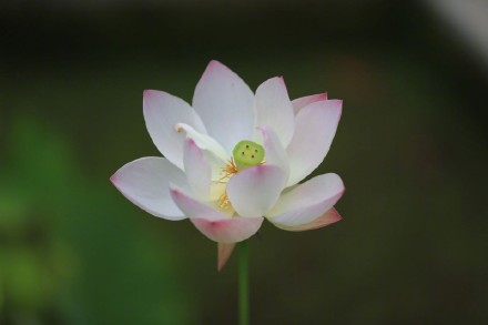 埋藏千年的莲子为何能育出新芽？并蒂莲为何花开并蒂？答案全在这里