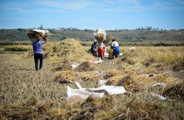 镜头连中外 | 一粒稻种 跨越万里共收获 镜头连中外 | 一粒稻种 跨越万里共收获