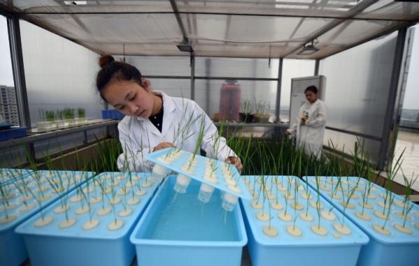 镜头连中外 | 一粒稻种 跨越万里共收获 镜头连中外 | 一粒稻种 跨越万里共收获