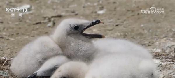 记者探寻鱼鸥繁殖地 数量稳中有增 适应能力强