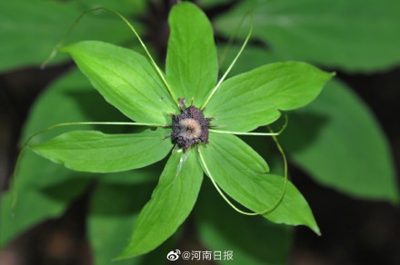 十年间宝天曼动物增加83种植物增加310种