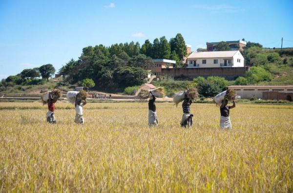 镜头连中外 | 一粒稻种 跨越万里共收获 镜头连中外 | 一粒稻种 跨越万里共收获