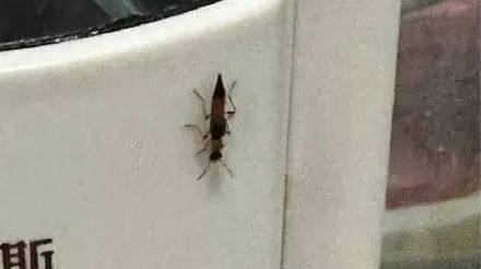 近期高发!出门一圈全身出现几十处!福州已有人因此“白肺”…… 近期高发!出门一圈全身出现几十处!福州已有人因此“白肺”……