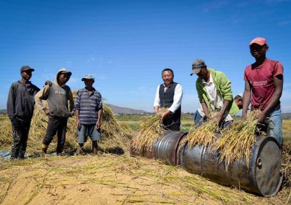 镜头连中外 | 一粒稻种 跨越万里共收获 镜头连中外 | 一粒稻种 跨越万里共收获