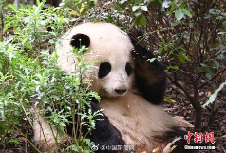 七月过生日的大熊猫