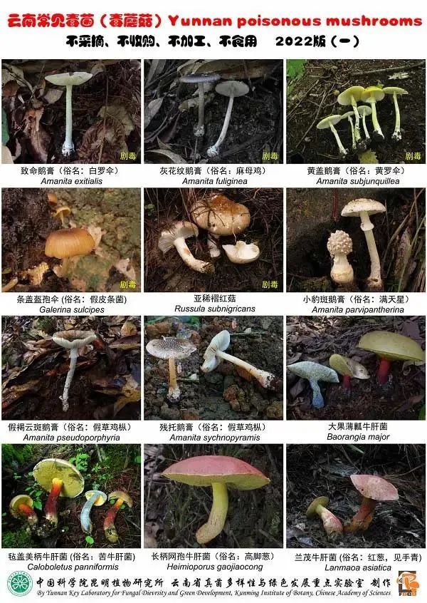 紧急跨省转运抢救！贵州6人吃菌中毒，4人急送昆明抢救……