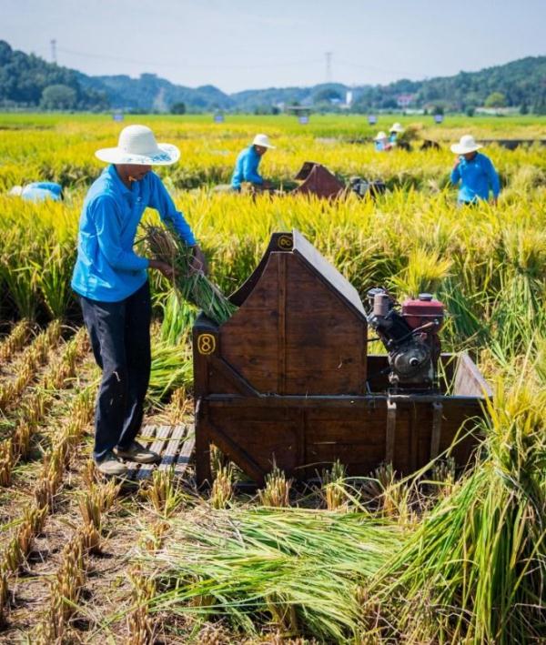 镜头连中外 | 一粒稻种 跨越万里共收获 镜头连中外 | 一粒稻种 跨越万里共收获